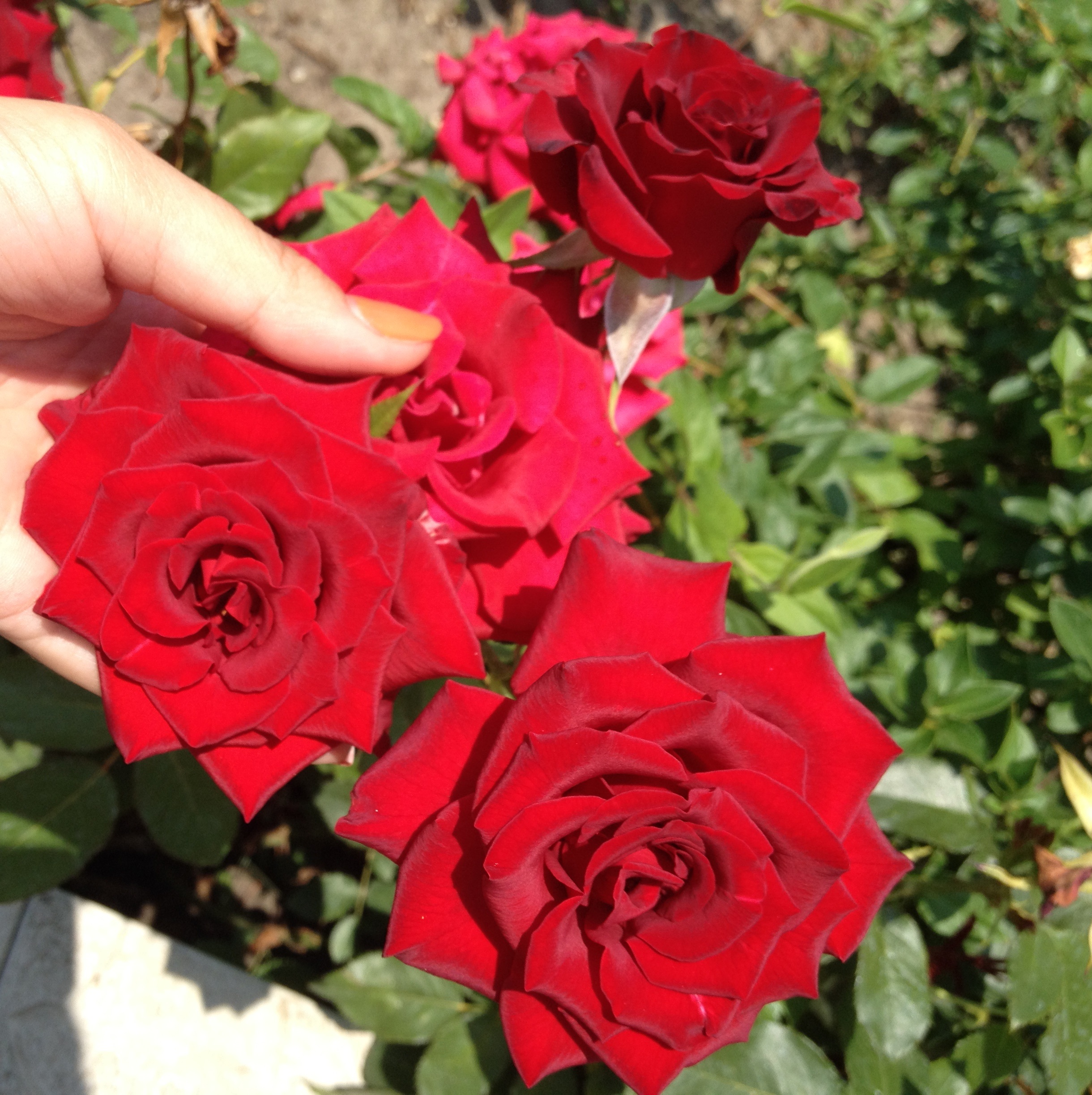 Red roses (2)