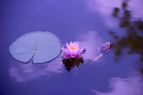 lotus flower meditation